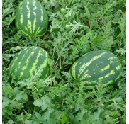 Mercan F1 Crimson Tipi Karpuz fidesi