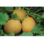 Napolyon F1 Kavun Fidesi