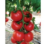 Nazal F1 Sırık Domates Fidesi