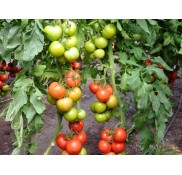 Newton F1 Sırık Domates Fidesi