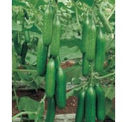 Panama F1 Hıyar Fidesi