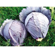 Pedro F1 Kırmızı Lahana Fidesi