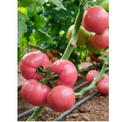 Pink Star F1 Pembe Doamtes Fidesi