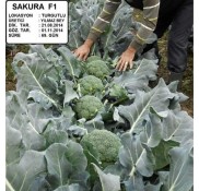 Sakura F1 Brokoli Fidesi