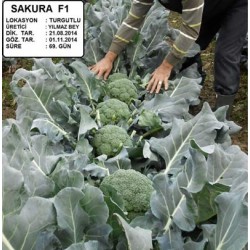 Sakura F1 Brokoli Fidesi