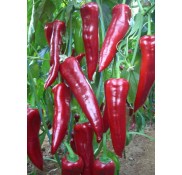 Standart Kapya Biber Fidesi