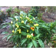 Top Cin Biber Fidesi