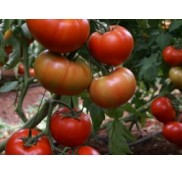 Tybif Domates Fidesi