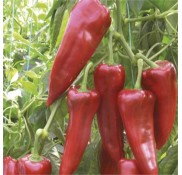 Uygar F1 Kapya Biber Fidesi