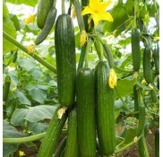 Y225 F1 Hıyar Fidesi