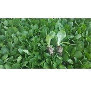 Yedikule Düz Marul Fidesi