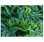 Yukarı Bakan Cin Biber Fidesi