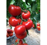 Özkan F1 Sırık Domates Fidesi