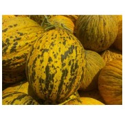 Zorbey F1 Kırıkağaç Kavun Fidesi